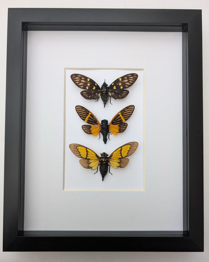 Framed cicada set: galeana maculata, sulphogaeana, becquartina (10" x 8")