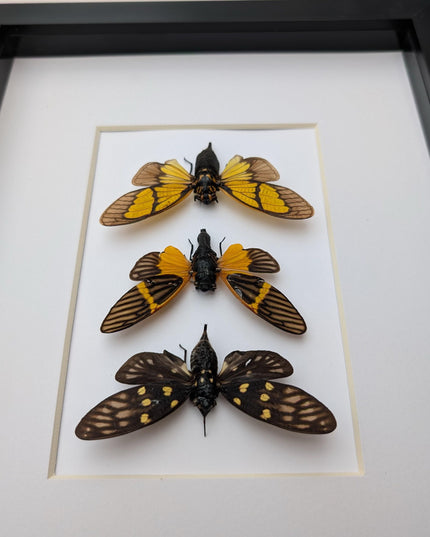 Framed cicada set: galeana maculata, sulphogaeana, becquartina (10" x 8")