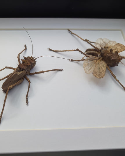 Framed dragon headed katydids taxidermy: nature art gift
