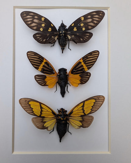 Framed cicada set: galeana maculata, sulphogaeana, becquartina (10" x 8")