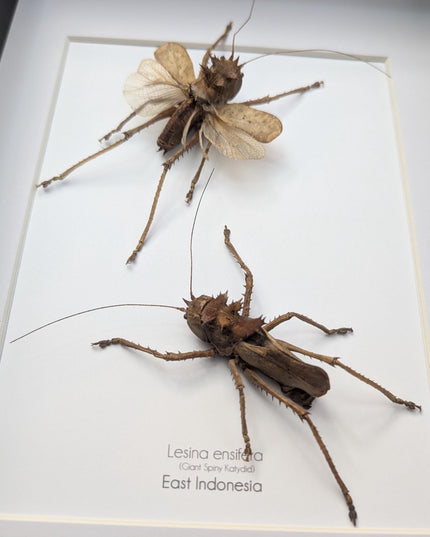 Framed dragon headed katydids taxidermy: nature art gift