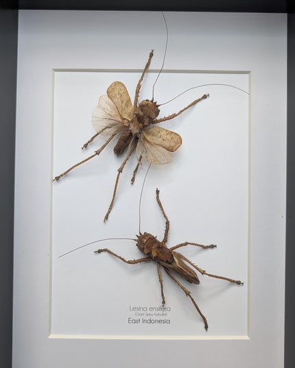 Framed dragon headed katydids taxidermy: nature art gift