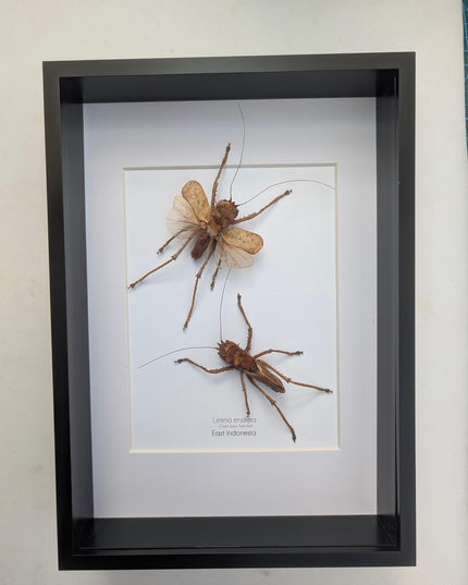 Framed dragon headed katydids taxidermy: nature art gift