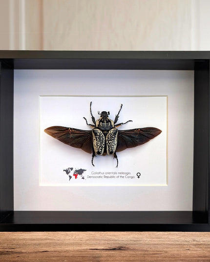 Framed Eastern Goliath Flower Beetle Taxidermy, Spread Wing Display (8x10)