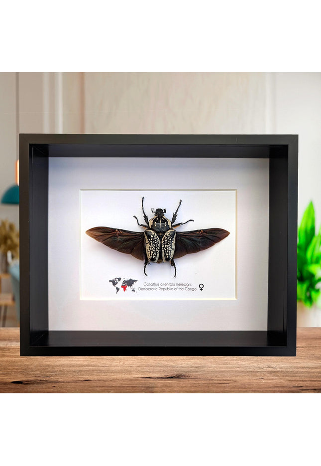 Framed Eastern Goliath Flower Beetle Taxidermy, Spread Wing Display (8x10)