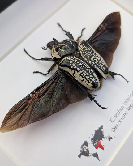 Framed Eastern Goliath Flower Beetle Taxidermy, Spread Wing Display (8x10)