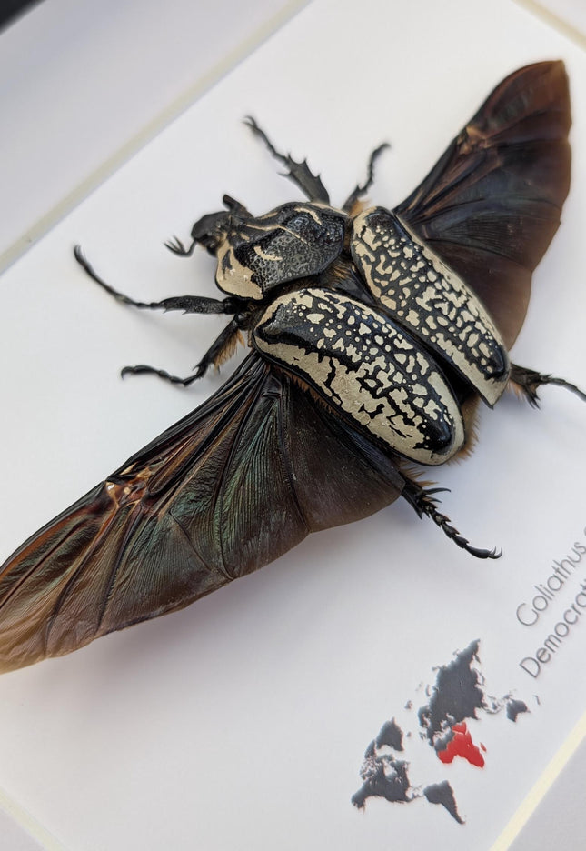 Framed Eastern Goliath Flower Beetle Taxidermy, Spread Wing Display (8x10)