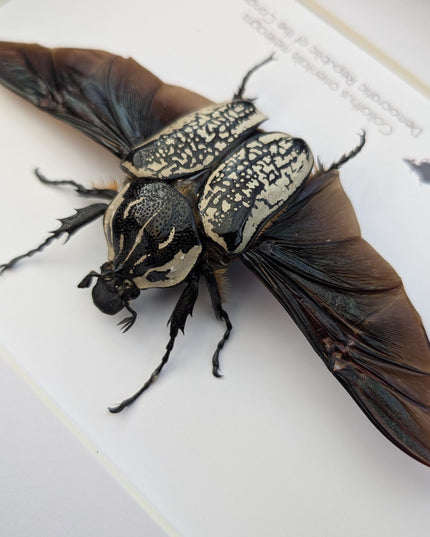 Framed Eastern Goliath Flower Beetle Taxidermy, Spread Wing Display (8x10)