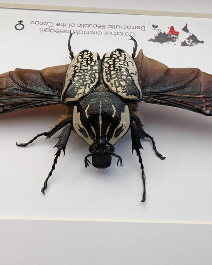 Framed Eastern Goliath Flower Beetle Taxidermy, Spread Wing Display (8x10)