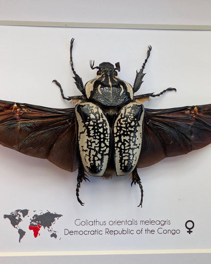Framed Eastern Goliath Flower Beetle Taxidermy, Spread Wing Display (8x10)