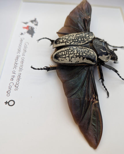 Framed Eastern Goliath Flower Beetle Taxidermy, Spread Wing Display (8x10)