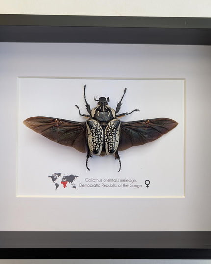 Framed Eastern Goliath Flower Beetle Taxidermy, Spread Wing Display (8x10)