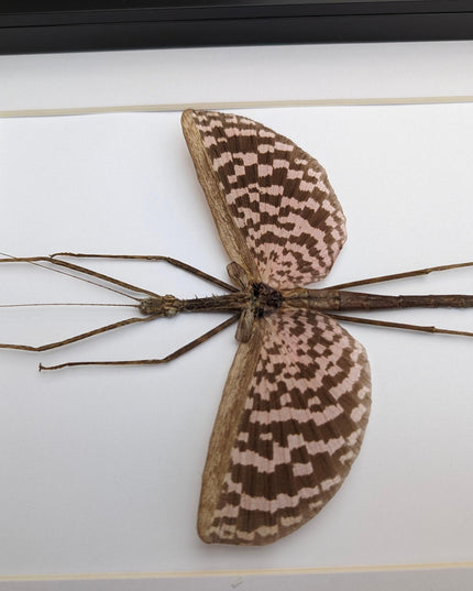 Framed Diesbachia Tamyris Stick Insect, Taxidermy Entomology Art (8x10)