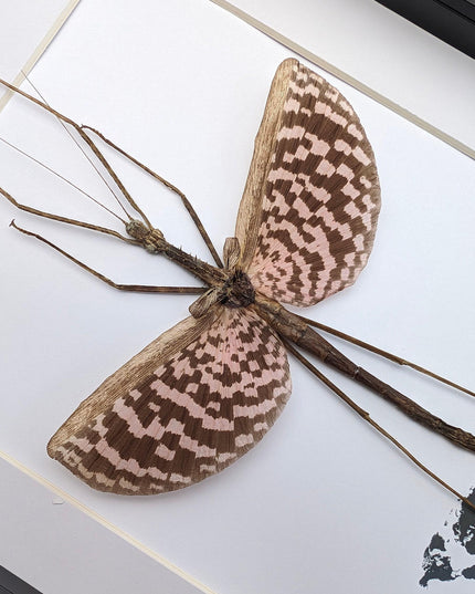 Framed Diesbachia Tamyris Stick Insect, Taxidermy Entomology Art (8x10)