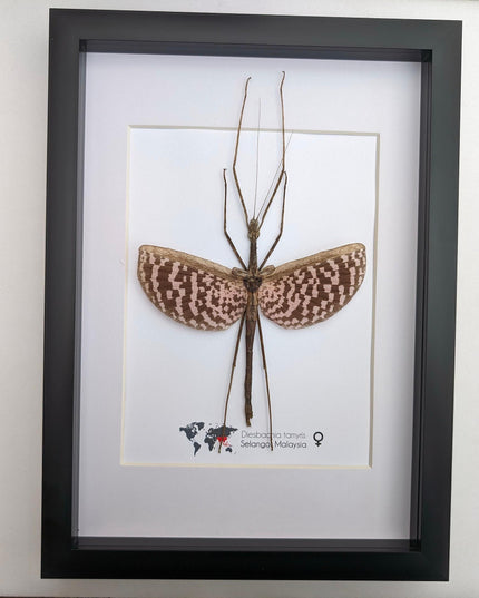 Framed Diesbachia Tamyris Stick Insect, Taxidermy Entomology Art (8x10)