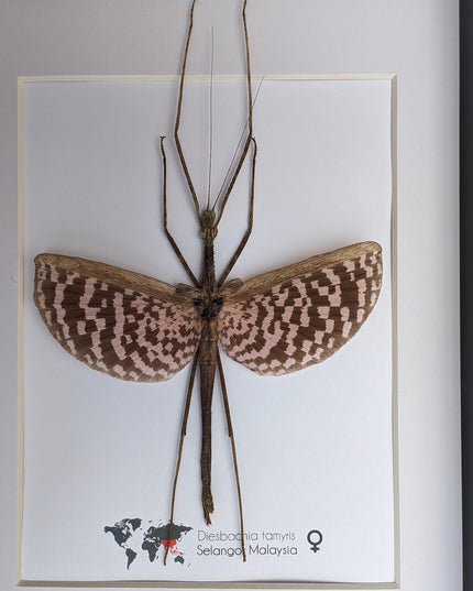 Framed Diesbachia Tamyris Stick Insect, Taxidermy Entomology Art (8x10)