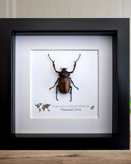 Framed david's longarm scarab beetle taxidermy: ethically sourced entomology gift