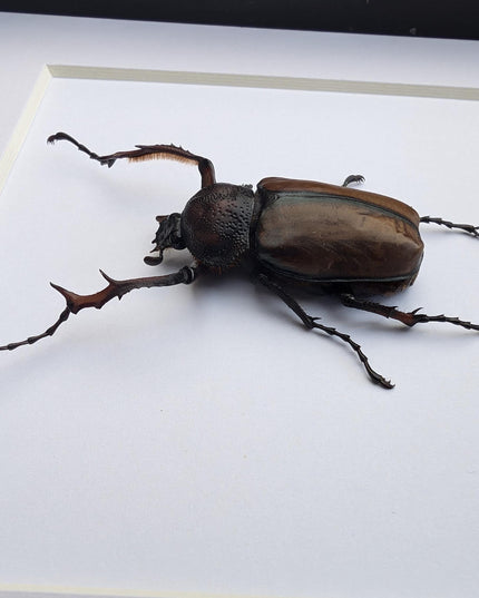 Framed david's longarm scarab beetle taxidermy: ethically sourced entomology gift