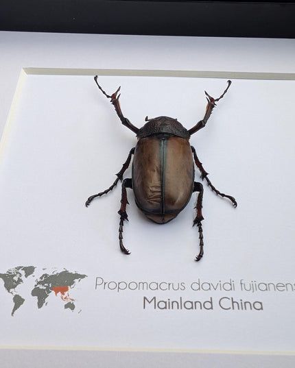Framed david's longarm scarab beetle taxidermy: ethically sourced entomology gift