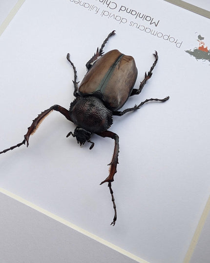 Framed david's longarm scarab beetle taxidermy: ethically sourced entomology gift