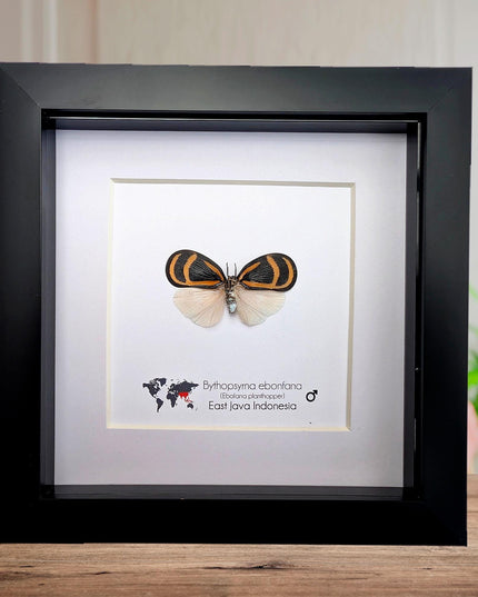 Framed Ebony Fan Flatid Planthopper Taxidermy, Entomology Gift