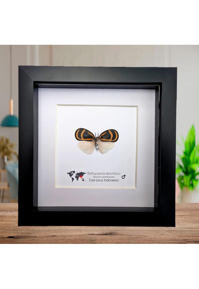 Framed Ebony Fan Flatid Planthopper Taxidermy, Entomology Gift