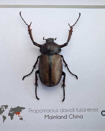 Framed david's longarm scarab beetle taxidermy: ethically sourced entomology gift