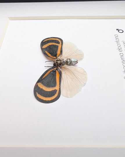 Framed Ebony Fan Flatid Planthopper Taxidermy, Entomology Gift