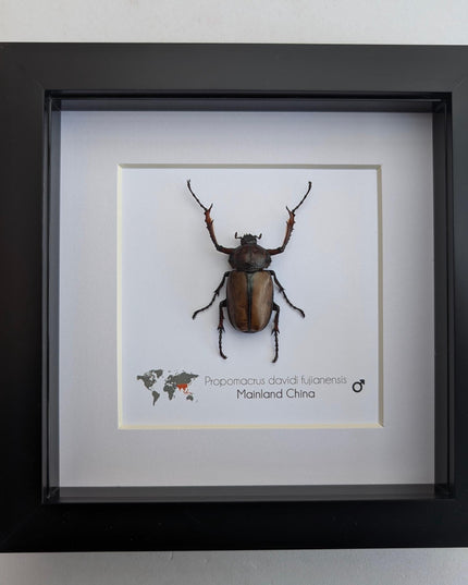 Framed david's longarm scarab beetle taxidermy: ethically sourced entomology gift