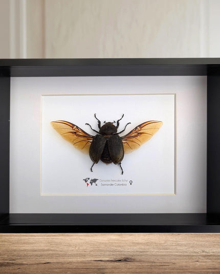 Framed Dynastes Hercules Lychyi Female Beetle, Colombia, A4