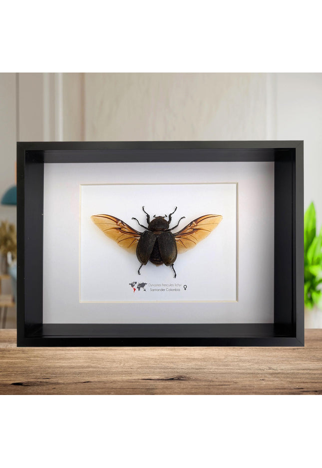 Framed Dynastes Hercules Lychyi Female Beetle, Colombia, A4