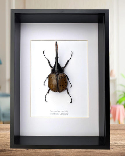 Framed dynastes hercules lychyi beetle - colombia - a4