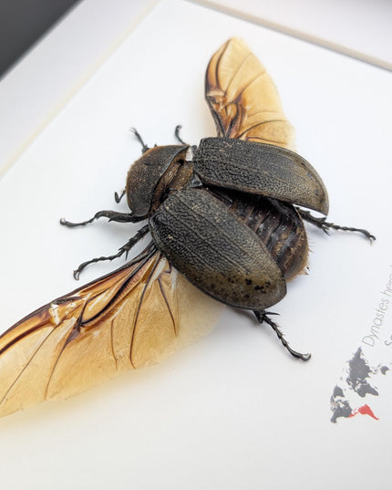 Framed Dynastes Hercules Lychyi Female Beetle, Colombia, A4