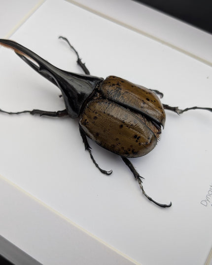 Framed dynastes hercules lychyi beetle - colombia - a4