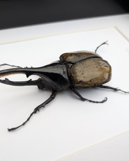 Framed dynastes hercules lychyi beetle - colombia - a4