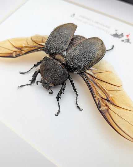Framed Dynastes Hercules Lychyi Female Beetle, Colombia, A4