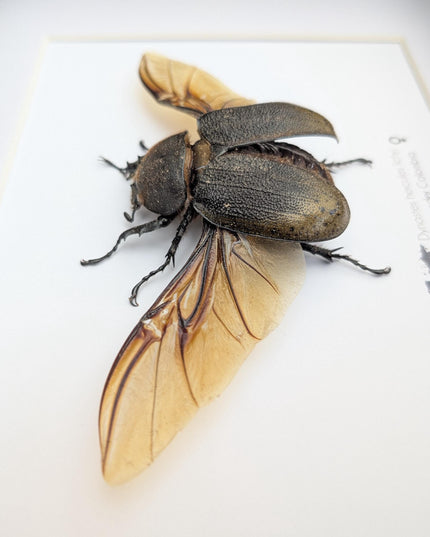 Framed Dynastes Hercules Lychyi Female Beetle, Colombia, A4