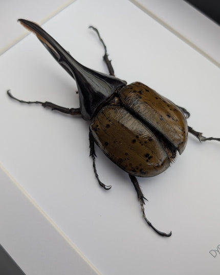 Framed dynastes hercules lychyi beetle - colombia - a4