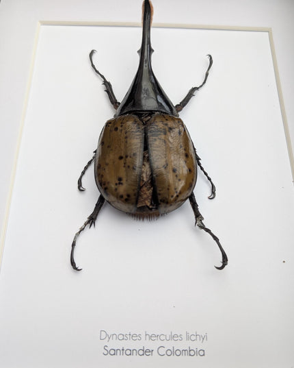 Framed dynastes hercules lychyi beetle - colombia - a4