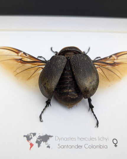 Framed Dynastes Hercules Lychyi Female Beetle, Colombia, A4