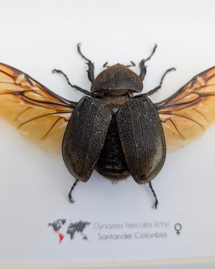 Framed Dynastes Hercules Lychyi Female Beetle, Colombia, A4