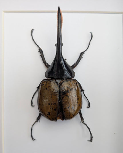 Framed dynastes hercules lychyi beetle - colombia - a4