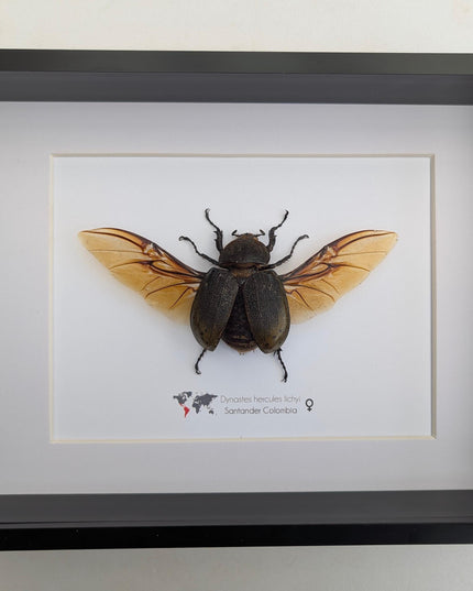 Framed Dynastes Hercules Lychyi Female Beetle, Colombia, A4