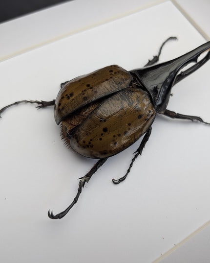 Framed dynastes hercules lychyi beetle - colombia - a4