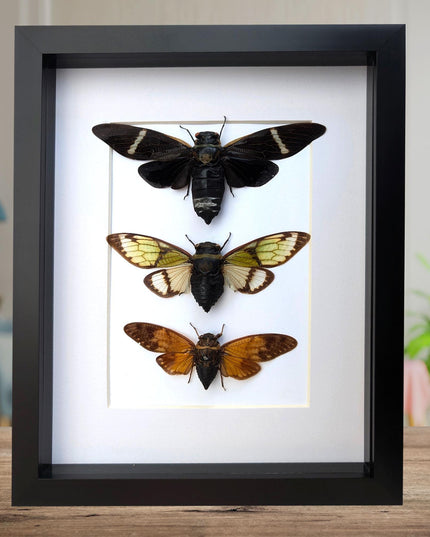 Framed cicada display: southeast asia nature art, wall decor