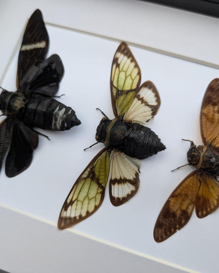 Framed cicada display: southeast asia nature art, wall decor