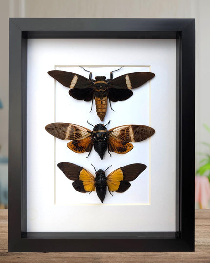 Framed cicada display: angamiana, tosena, trengganua - nature wall art