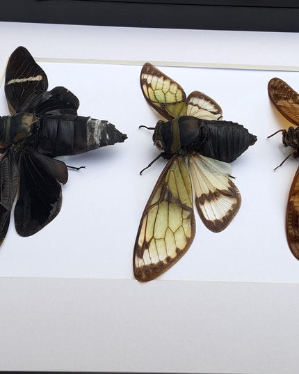 Framed cicada display: southeast asia nature art, wall decor