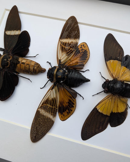 Framed cicada display: angamiana, tosena, trengganua - nature wall art