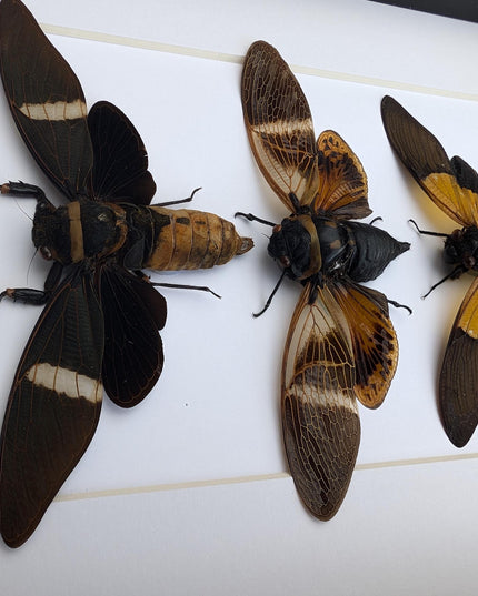 Framed cicada display: angamiana, tosena, trengganua - nature wall art